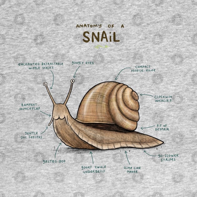 Anatomy of a Snail by Sophie Corrigan